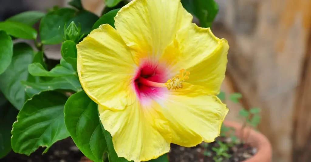 Why Your Hibiscus is Turning Yellow