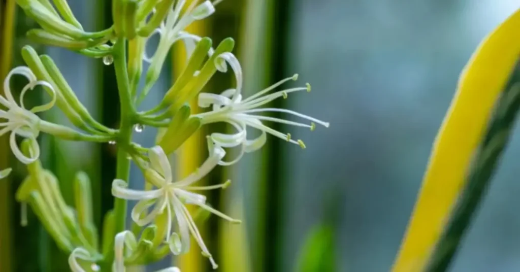 Why Your Snake Plant Isn’t Blooming