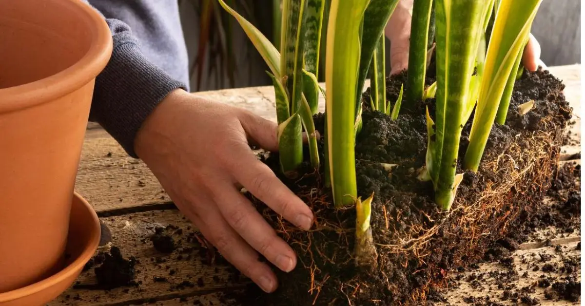 Why Your Snake Plant Isn’t Blooming