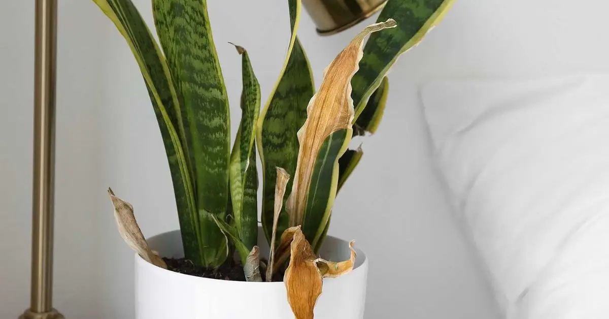 Why Your Snake Plant Isn’t Blooming