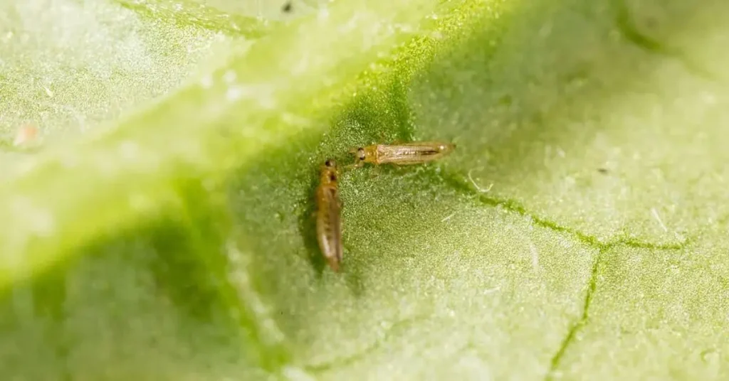 beneficial nematodes for pest control