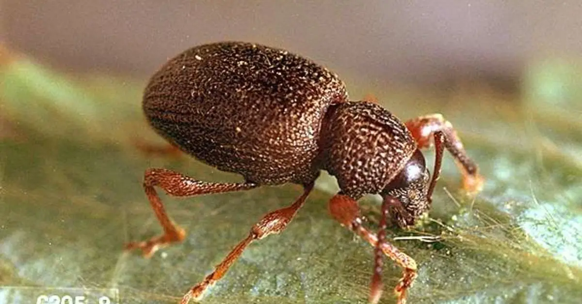 beneficial nematodes for pest control