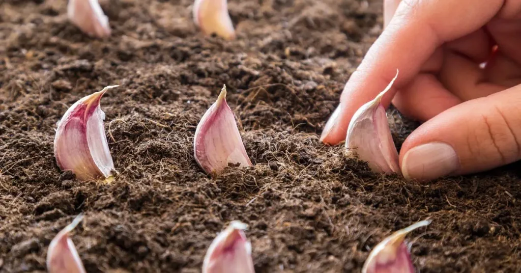 how to grow garlic at home