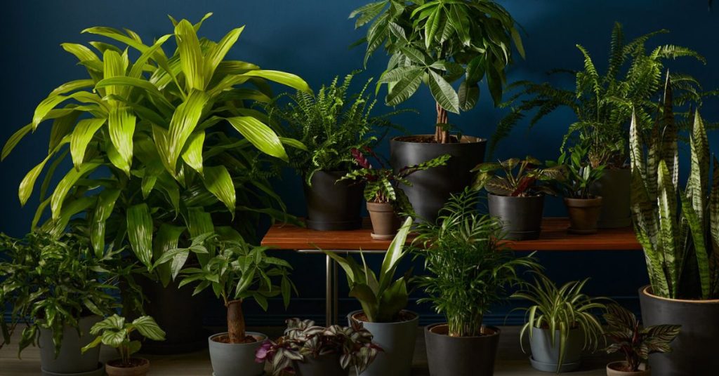 Bedroom Plants for Low Light