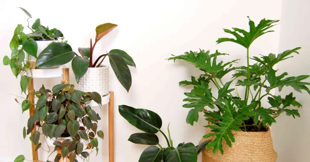 Best Philodendron Varieties for Indoors