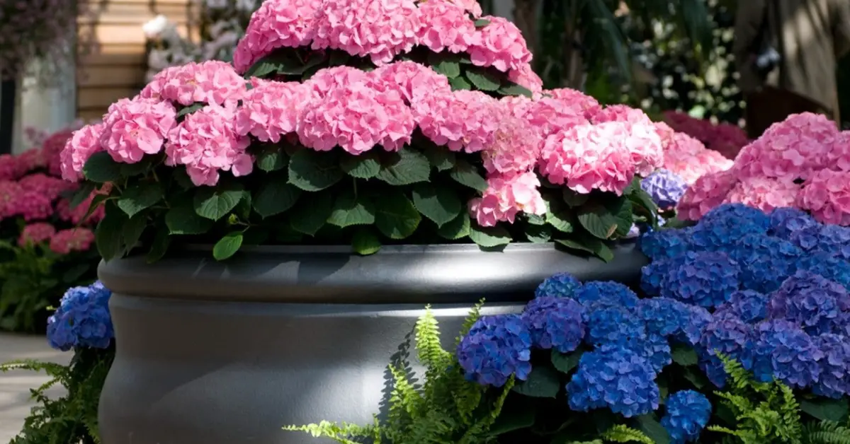 Best Shrubs to Grow in Pots and Containers