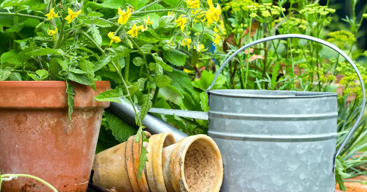 Best Shrubs to Grow in Pots and Containers