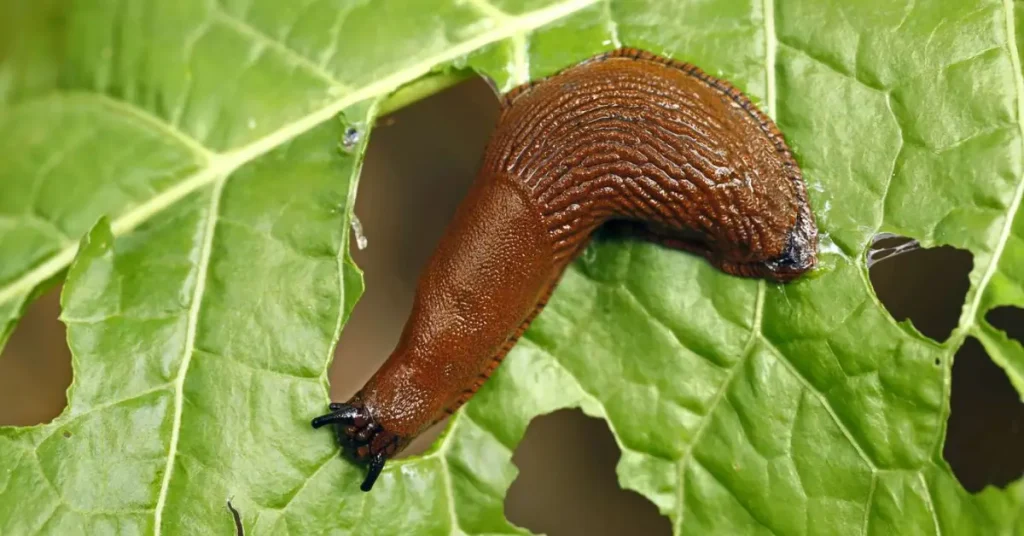 Do Coffee Grounds Really Keep Slugs Away