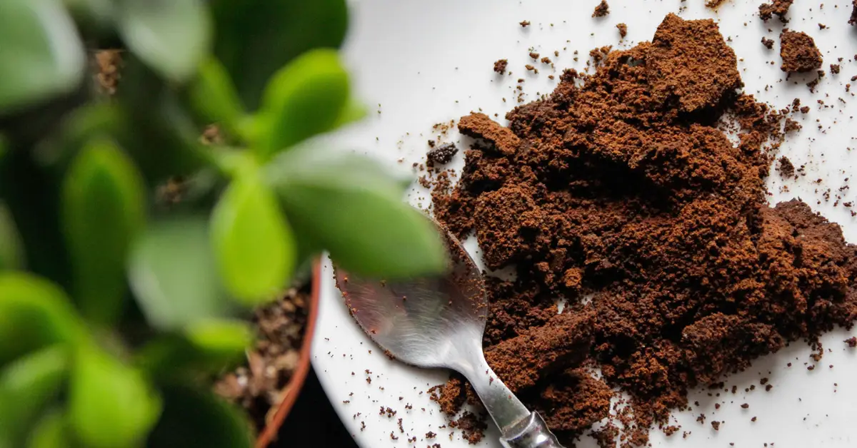 Do Coffee Grounds Really Keep Slugs Away