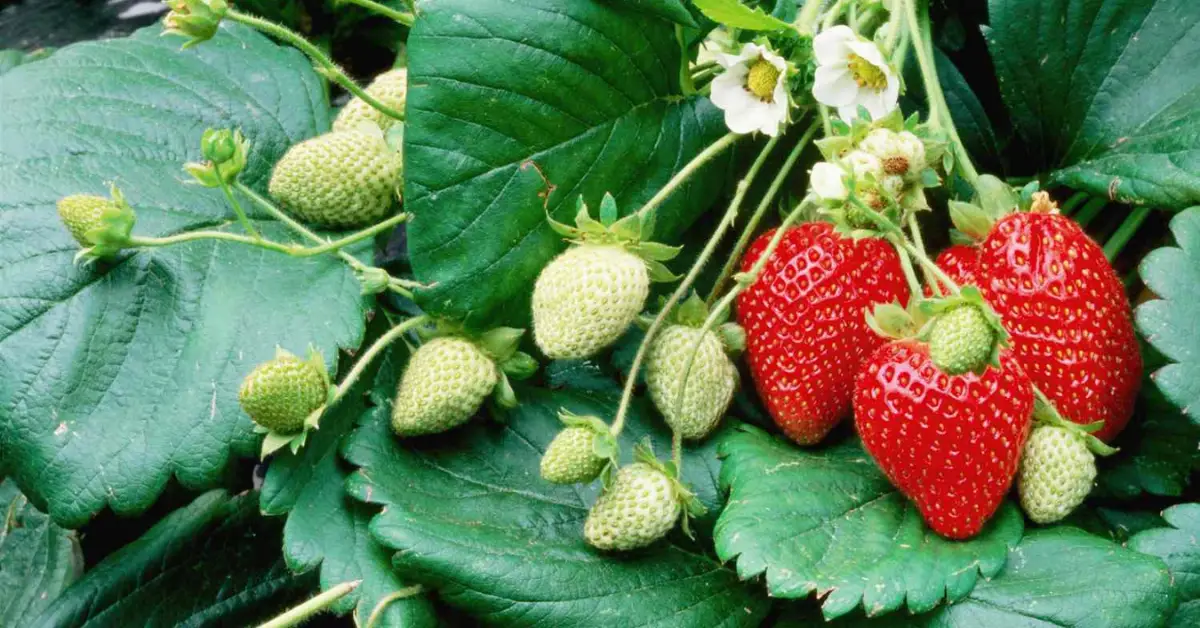 Easiest Vegetables and Fruits to Grow