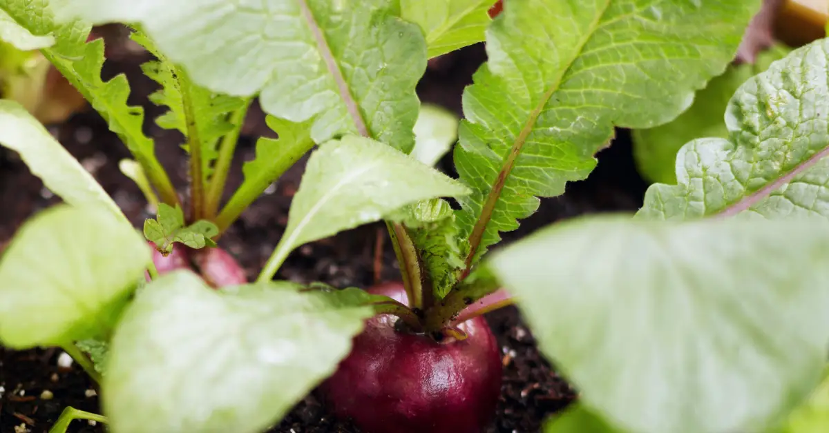 Easiest Vegetables and Fruits to Grow