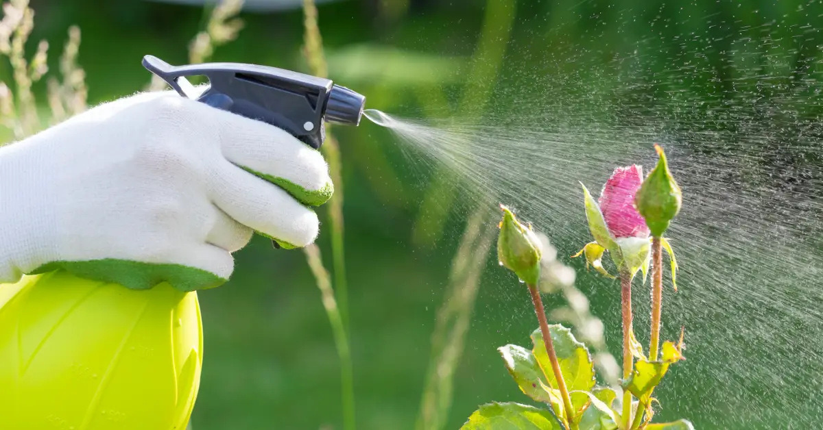 Homemade Plant Fungicide