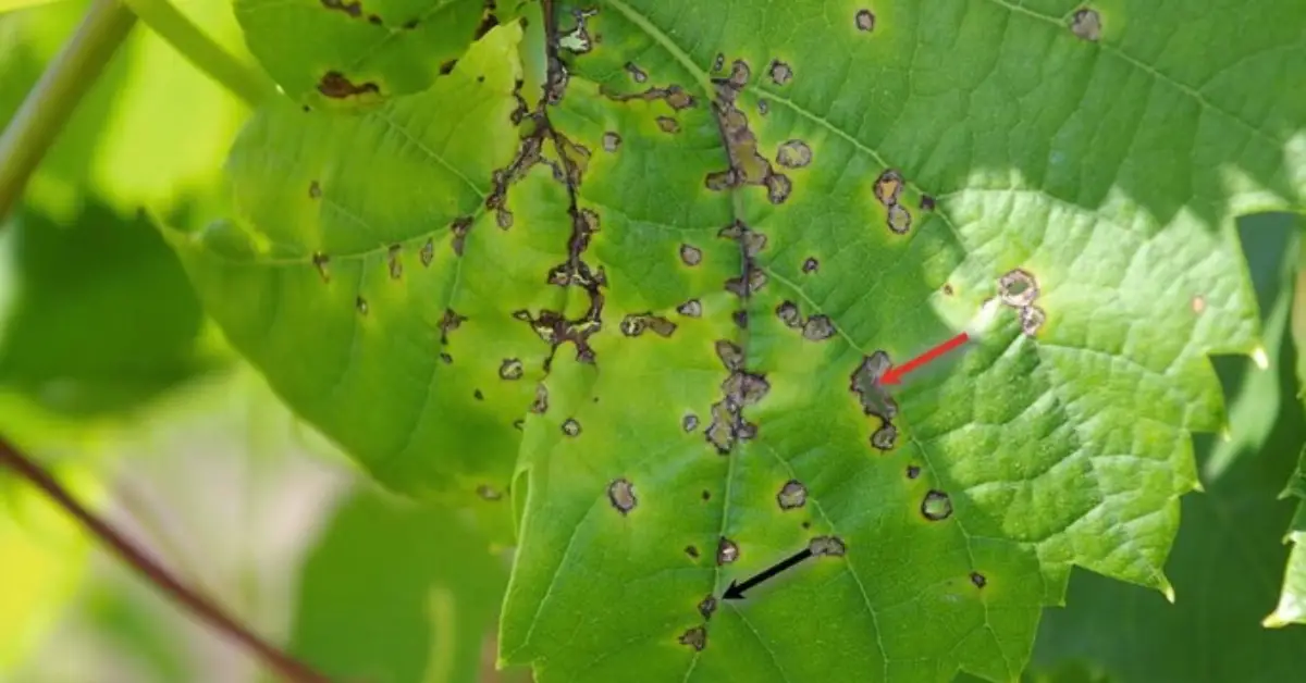 Homemade Plant Fungicide