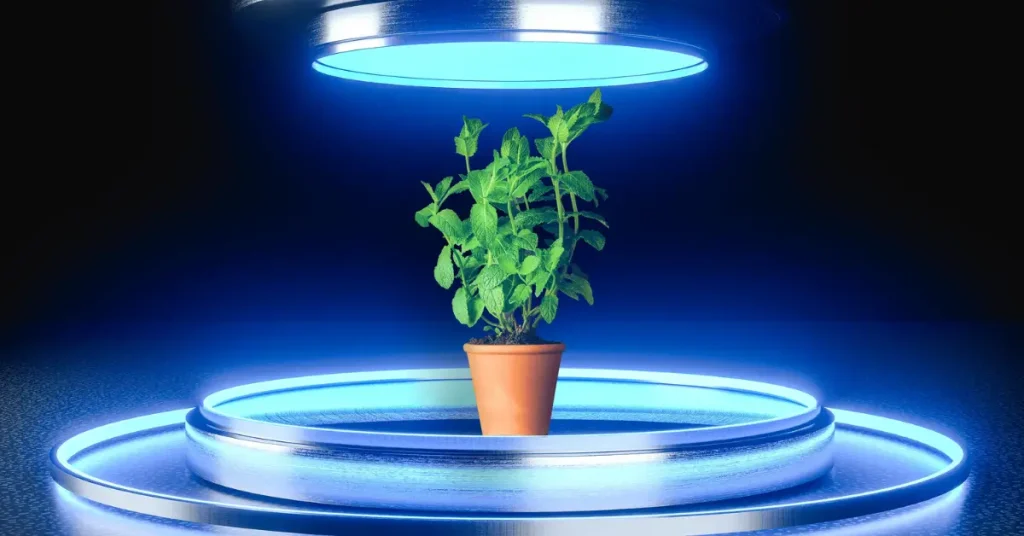 How Blue Light Affects Plant Growth