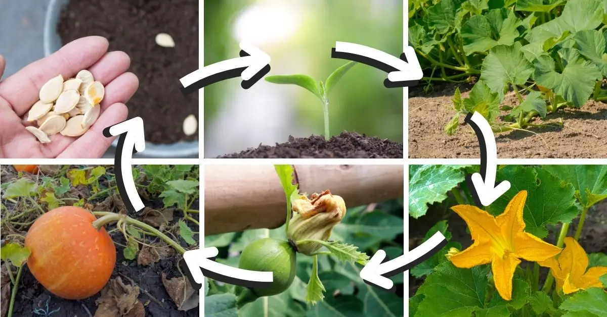 How Long Does It Take to Grow a Pumpkin