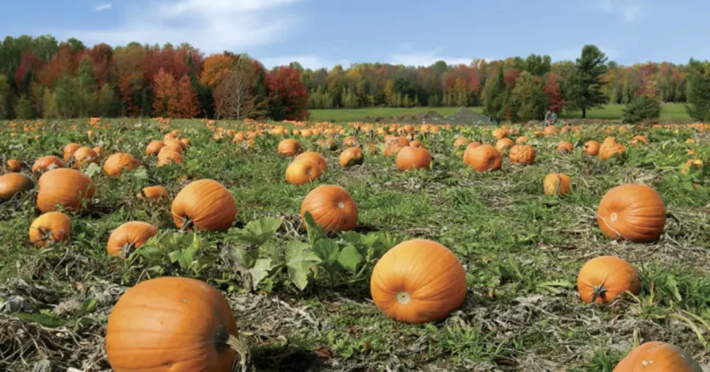 How Long Does It Take to Grow a Pumpkin