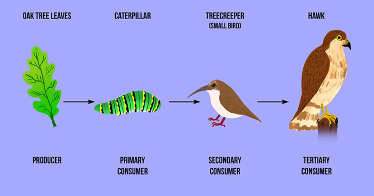How the Garden Food Chain Keeps Your Plants Alive