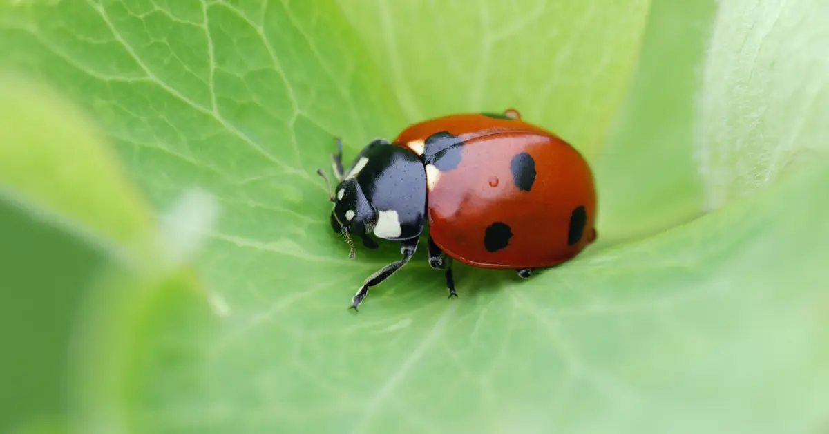 How the Garden Food Chain Keeps Your Plants Alive