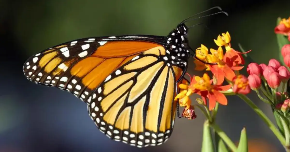 How the Garden Food Chain Keeps Your Plants Alive
