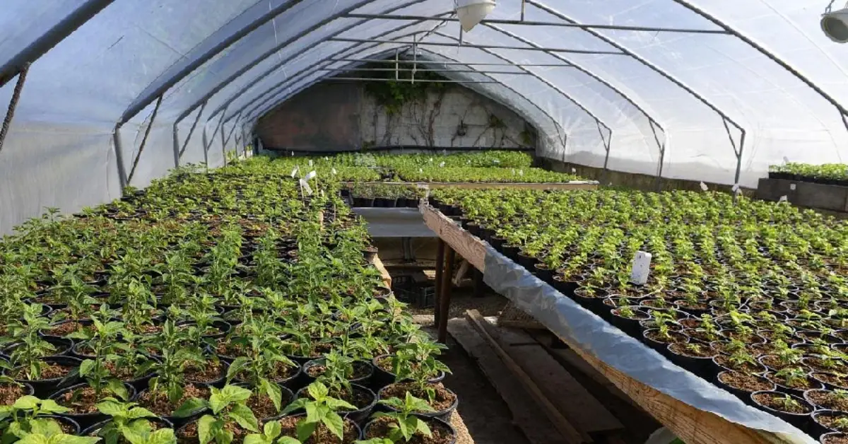 How to Build and Maintain a Greenhouse