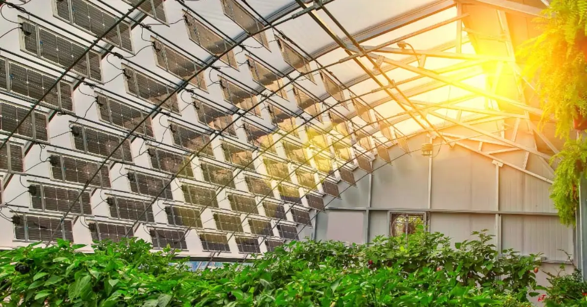 How to Build and Maintain a Greenhouse
