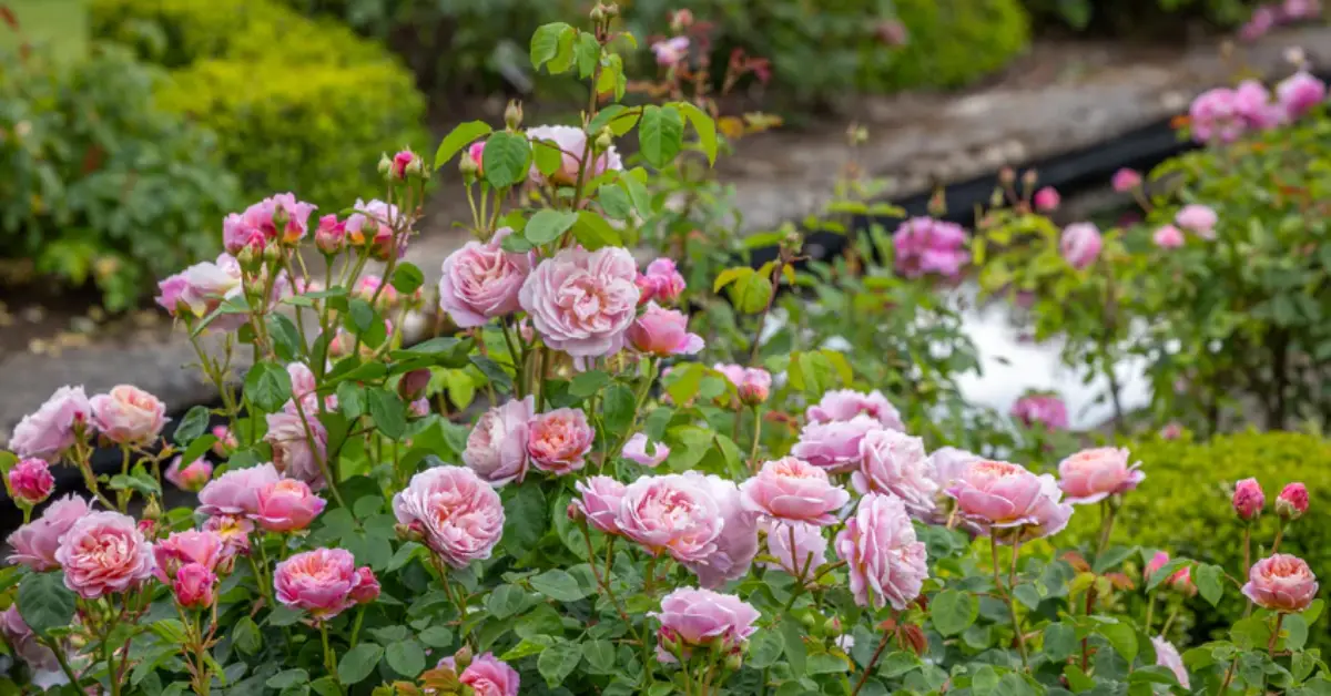 How to Care for Roses in Autumn