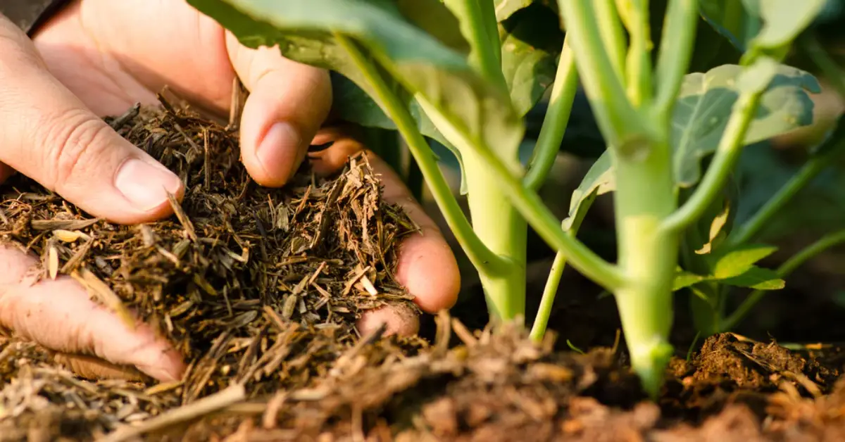 How to Feed Your Plants in Winter