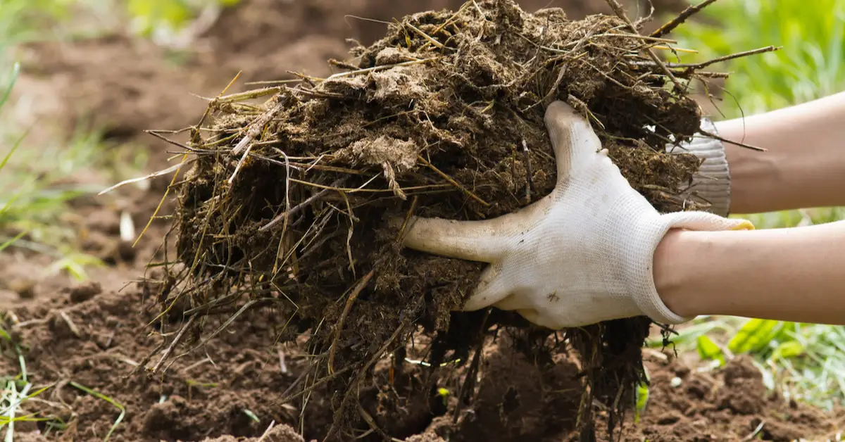 How to Feed Your Plants in Winter