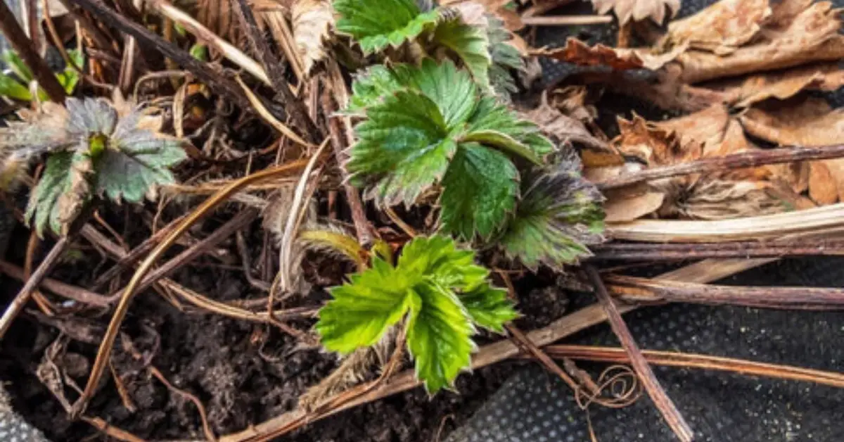 How to Feed Your Plants in Winter