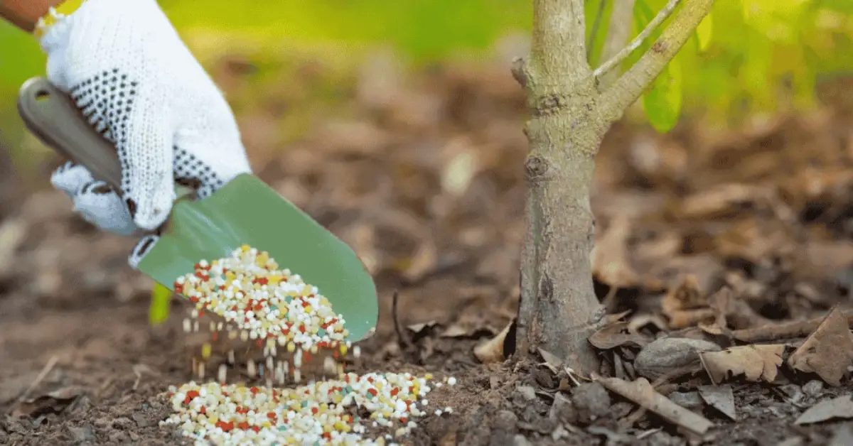 How to Feed Your Plants in Winter