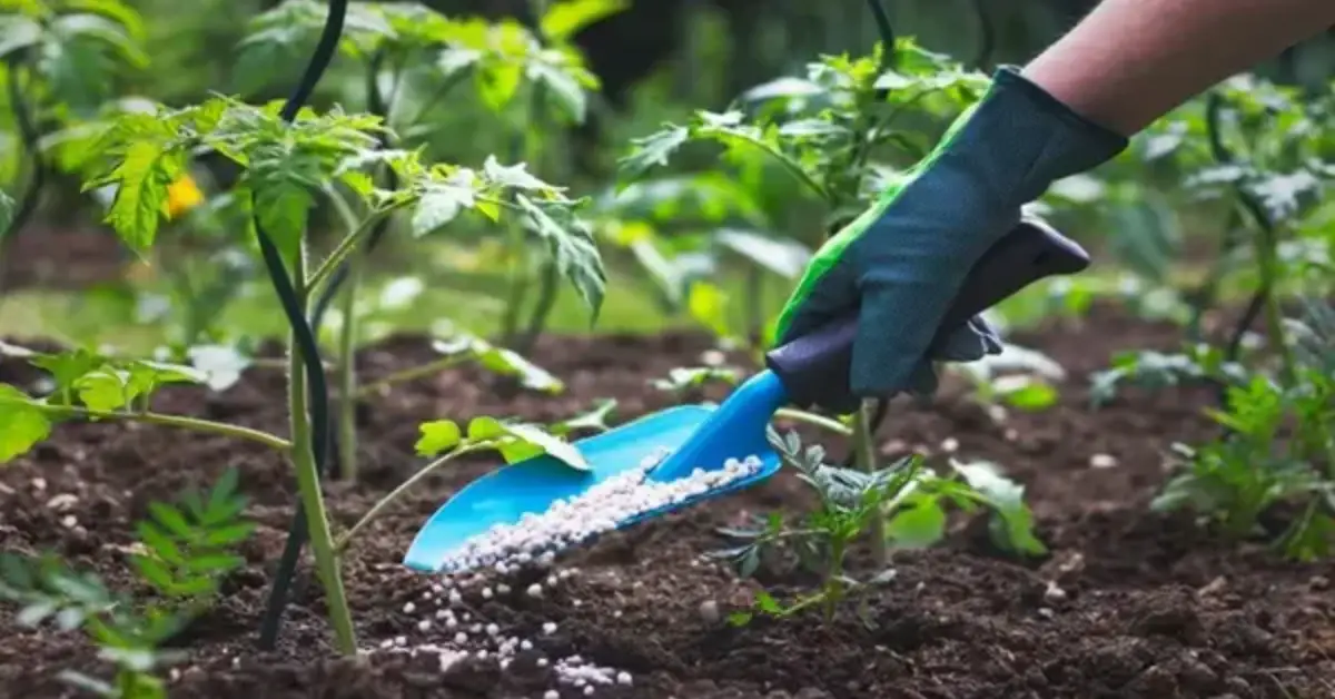 How to Feed Your Plants in Winter