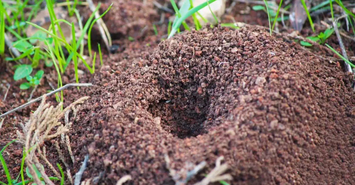 How to Get Rid of Ant Hills