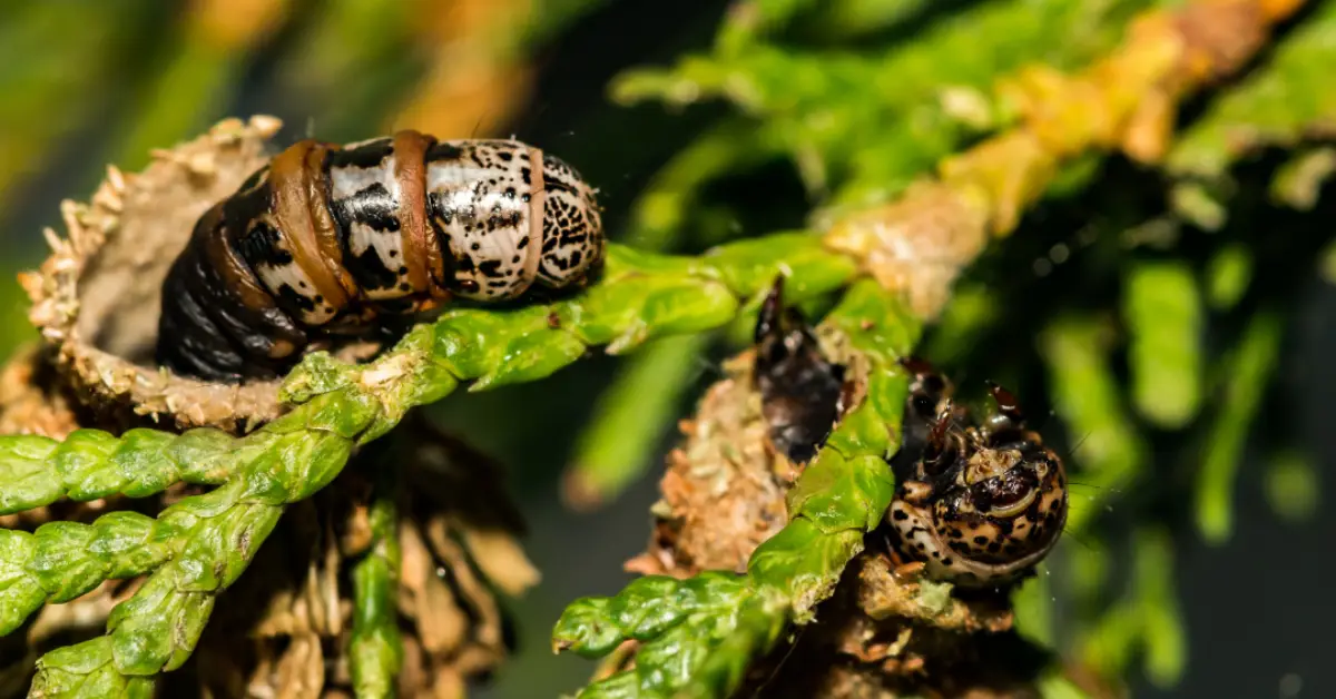 How to Get Rid of Bagworms Naturally