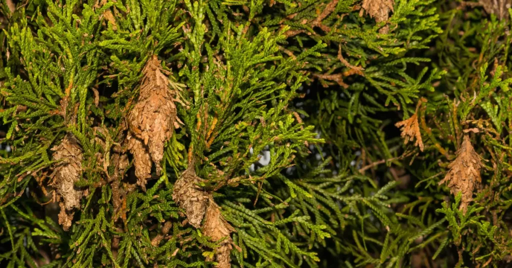 How to Get Rid of Bagworms Naturally