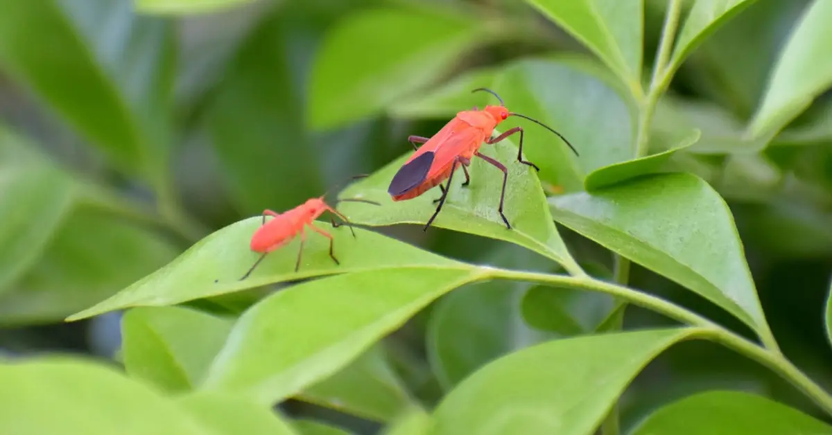 How to Get Rid of Boxelder Bugs Naturally