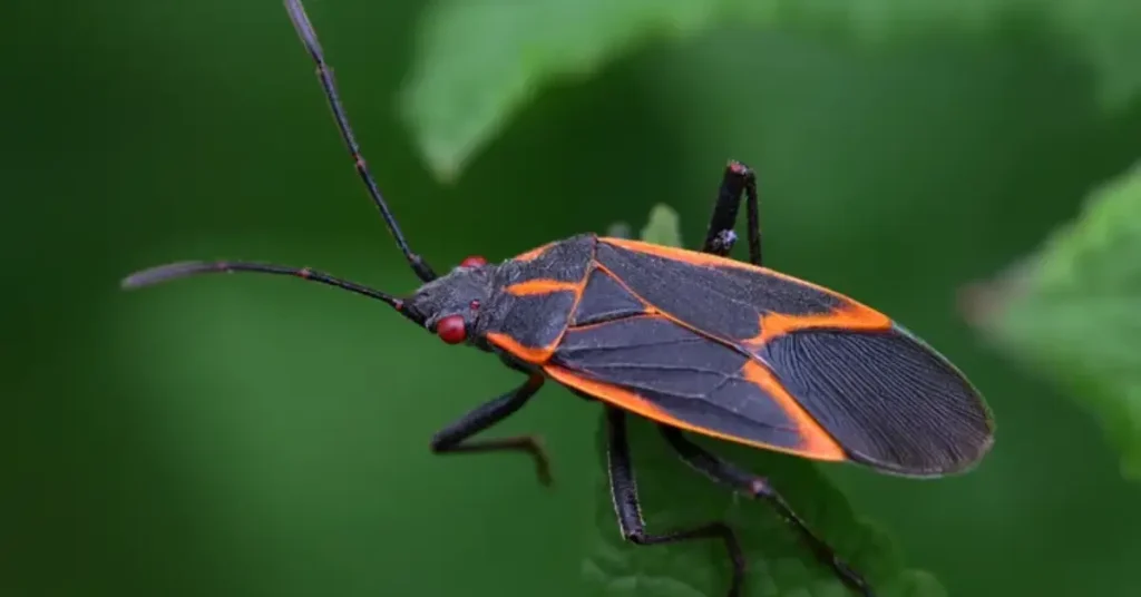 How to Get Rid of Boxelder Bugs Naturally