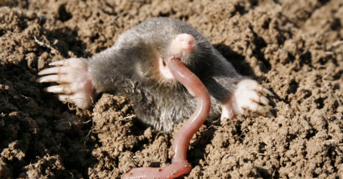 How to Get Rid of Moles Naturally