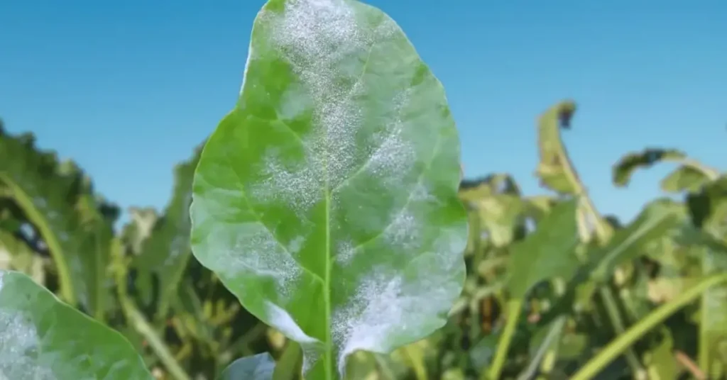How to Get Rid of Powdery Mildew Naturally