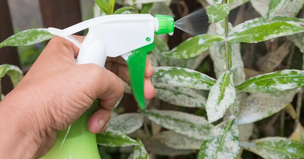 How to Get Rid of Powdery Mildew Naturally