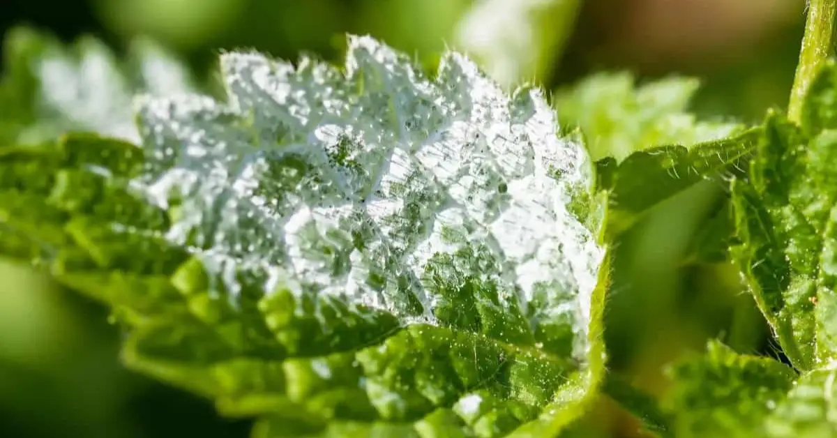How to Get Rid of Powdery Mildew Naturally