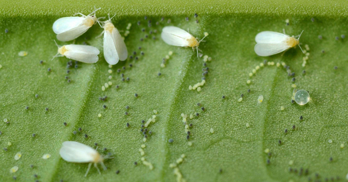 How to Get Rid of Whiteflies