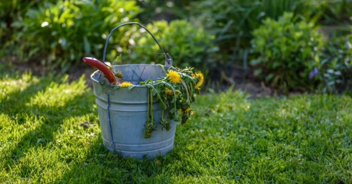 How to Get Rid of Whiteflies