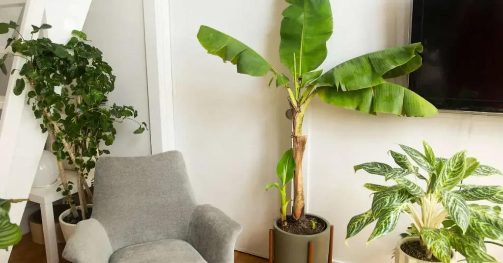 How to Grow Banana Plants at Home