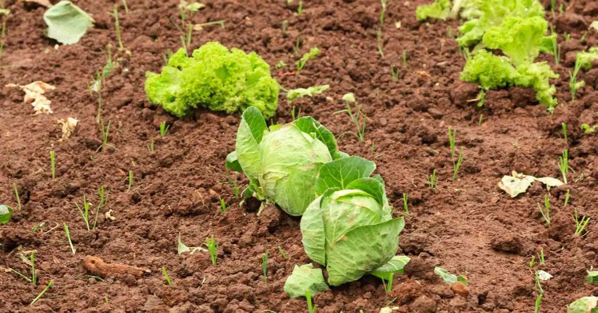 How to Grow Cabbage in Your Garden