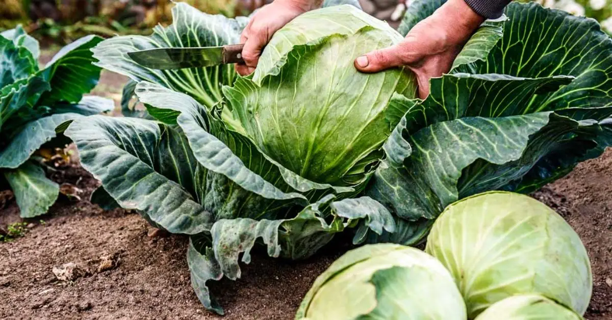 How to Grow Cabbage in Your Garden