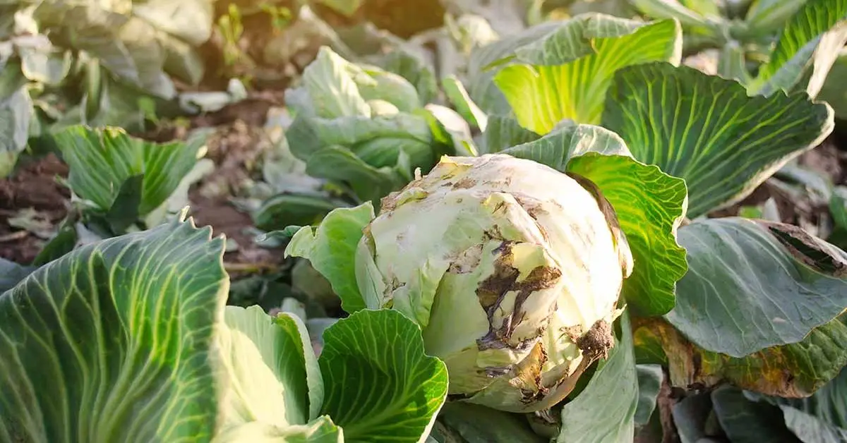 How to Grow Cabbage in Your Garden