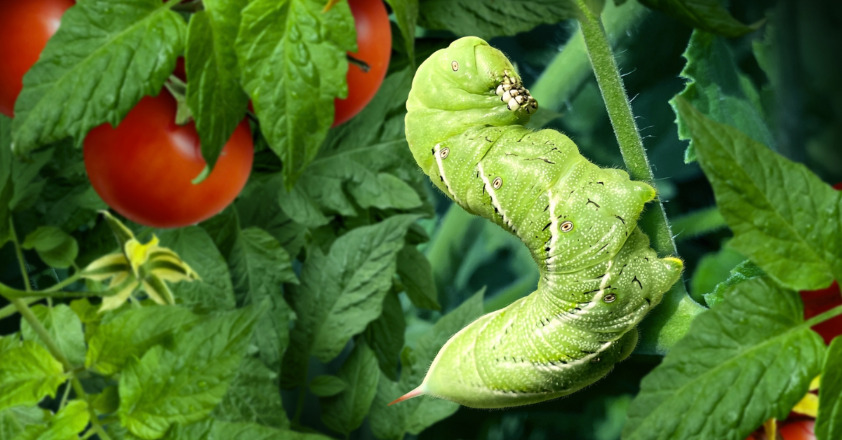 How to Grow Cherry Tomatoes at Home
