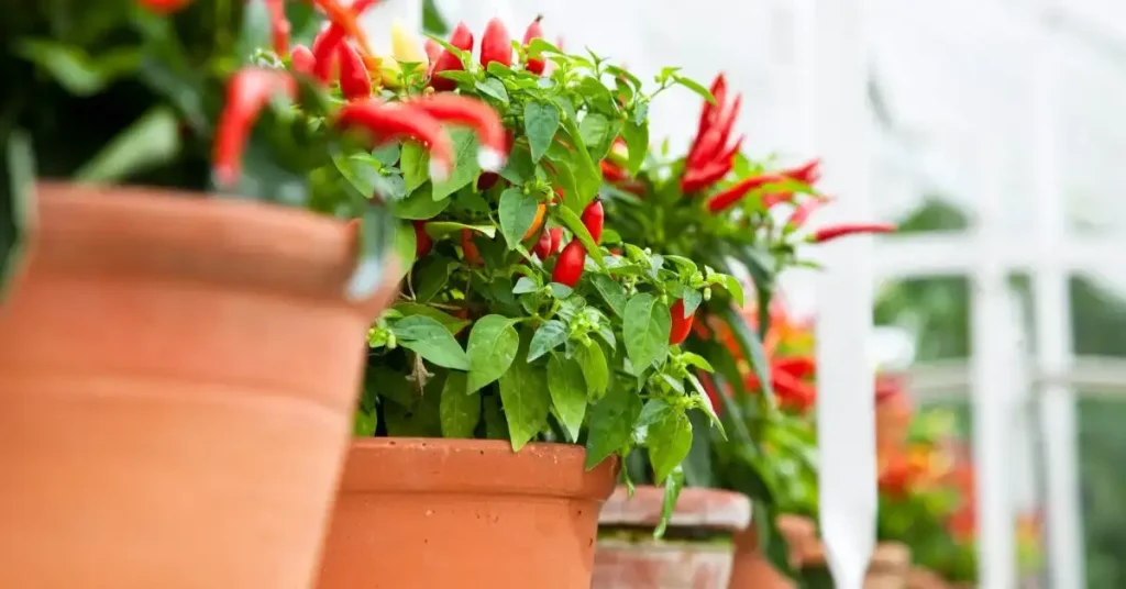 How to Grow Chillies in Pots
