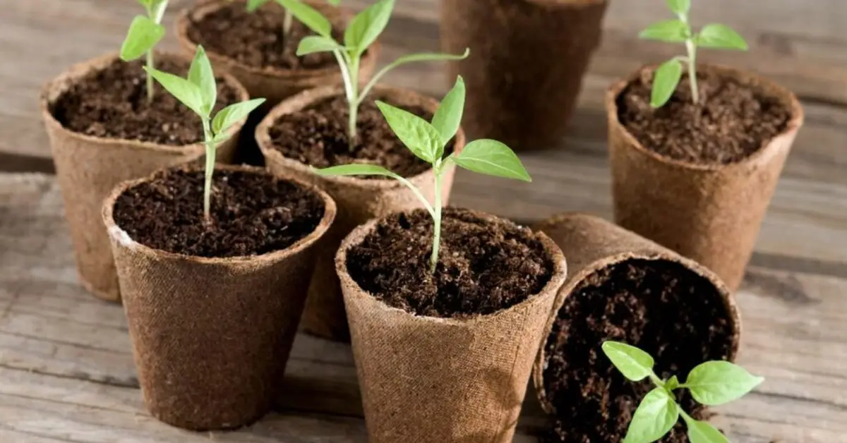 How to Grow Chillies in Pots