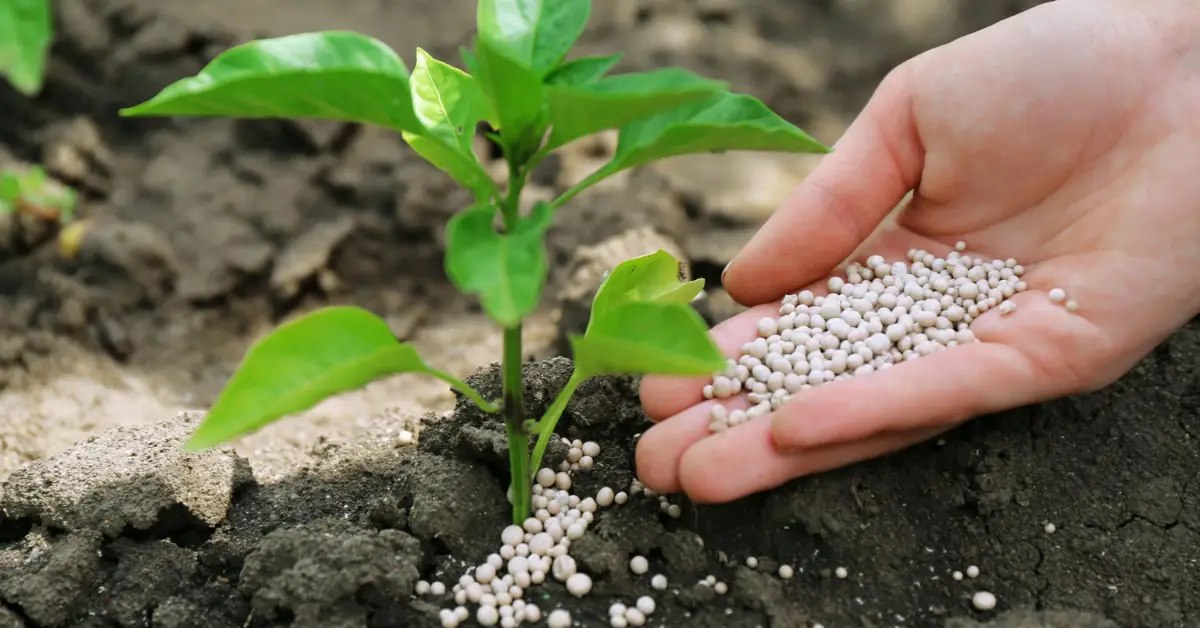 How to Grow Chillies in Pots